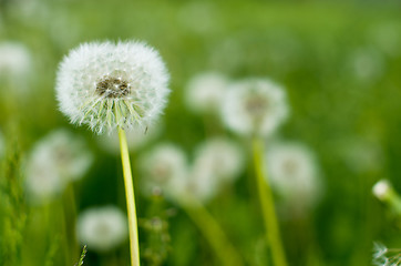 Image showing dandelions 