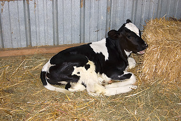Image showing Lazy Calf