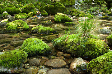Image showing Rocks with moss