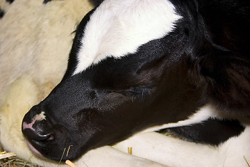 Image showing Tired Calf