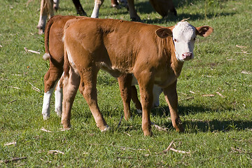 Image showing Calf