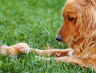 Image showing Dog and kitten