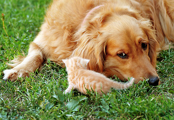 Image showing Dog and kitten