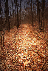 Image showing Autumn forest path