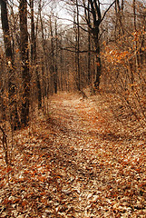 Image showing Autumn forest path