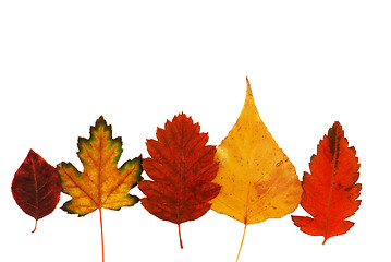 Image showing Autumn leaves