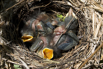 Image showing Hungry Catbirds