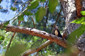 Image showing Squirrel on pine tree