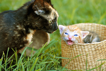 Image showing Mother cat and kitty