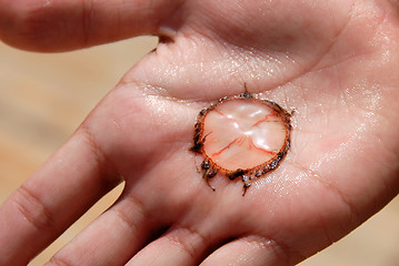 Image showing Jellyfish on palm