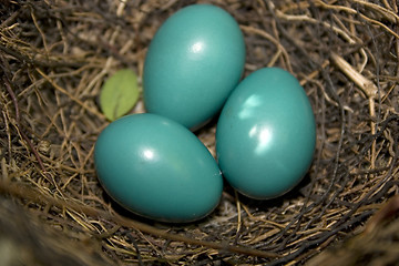 Image showing Catbird Eggs