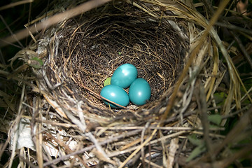 Image showing Three Catbird Eggs