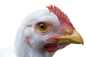 Image showing Curious Chicken