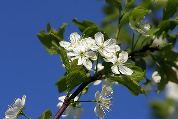 Image showing Cherry blossom