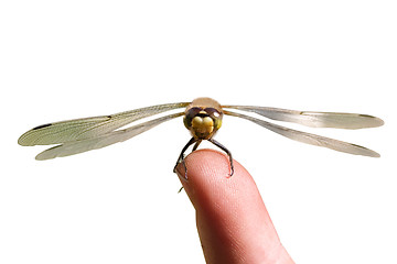 Image showing Isolated Dragonfly