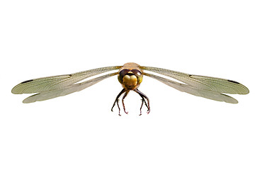 Image showing Dragonfly in Flight