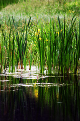 Image showing Irises