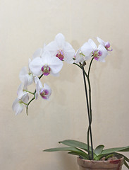 Image showing orchid