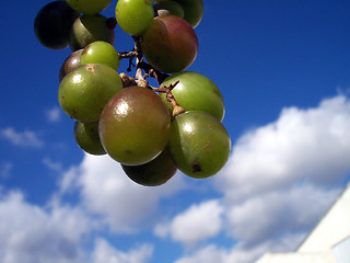 Image showing grapes and clouds