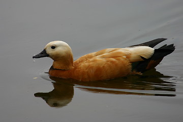 Image showing mallard