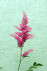 Image showing flower