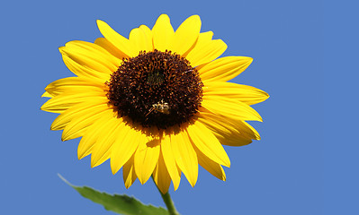 Image showing Bee on a sunflower