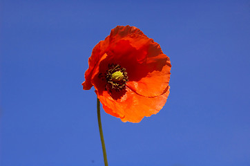 Image showing Long headed poppy, 