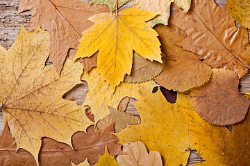 Image showing autumn leaves 