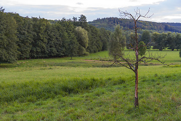 Image showing landscape with dead tree