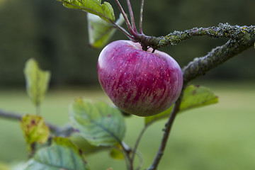 Image showing red apple hanging at tree