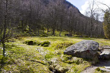 Image showing fairy tale forest in norway