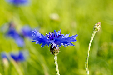 Image showing Closeup of blur cornflower bluet bluebottle flower 