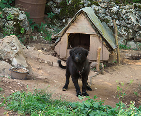 Image showing dog and kennel