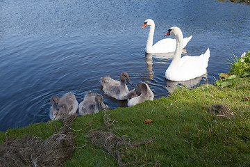 Image showing Pictures from Denmark