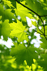 Image showing Branch of green maple