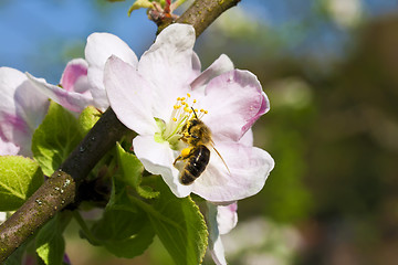 Image showing Working Bee