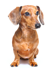 Image showing Dachshund Dog