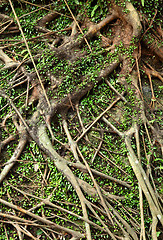 Image showing tree roots