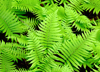 Image showing Fresh green leaf