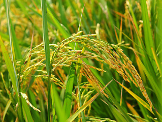 Image showing Rice in field