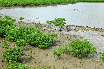 Image showing Red Mangroves forest