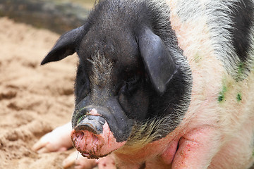 Image showing pig