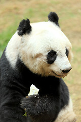 Image showing panda