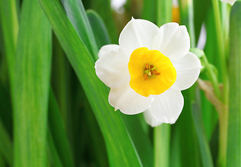 Image showing narcissus flowers