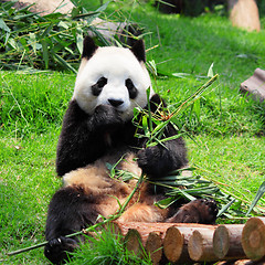 Image showing panda