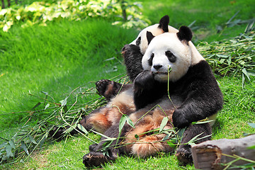 Image showing panda