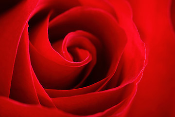 Image showing red rose