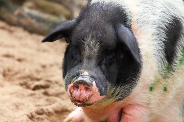 Image showing pig