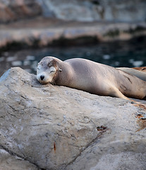 Image showing sea lion sleeping