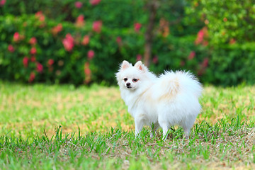 Image showing White Pomeranian dog